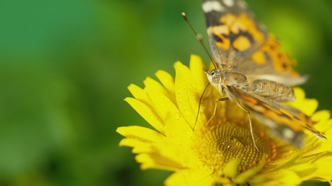 Terra Mater: Wunderwesen Schmetterling - Do filme