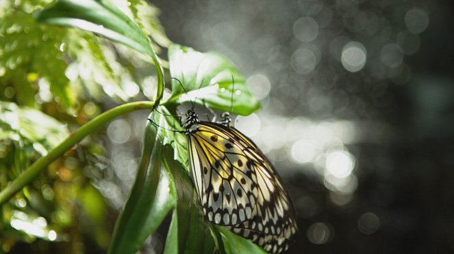 Terra Mater: Wunderwesen Schmetterling - Filmfotók