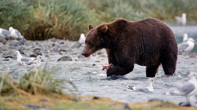Wildlife Alaska – Ranger im Einsatz - Filmfotos