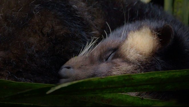 Jak spí zvířata v přírodě - Z filmu