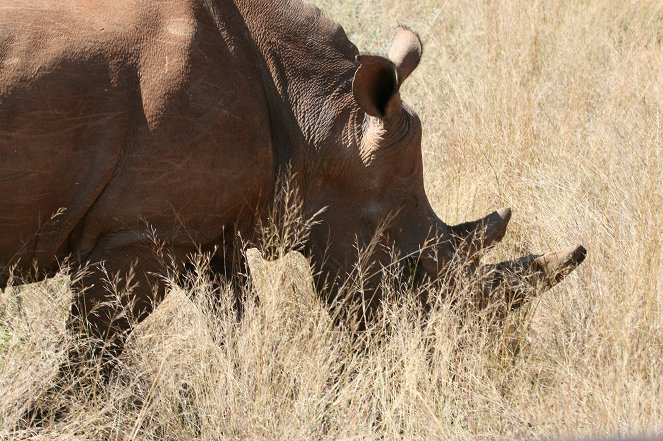 Rhinos in the Freezer - Filmfotók