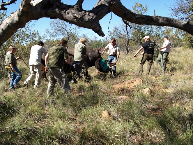 Rhinos in the Freezer - Photos