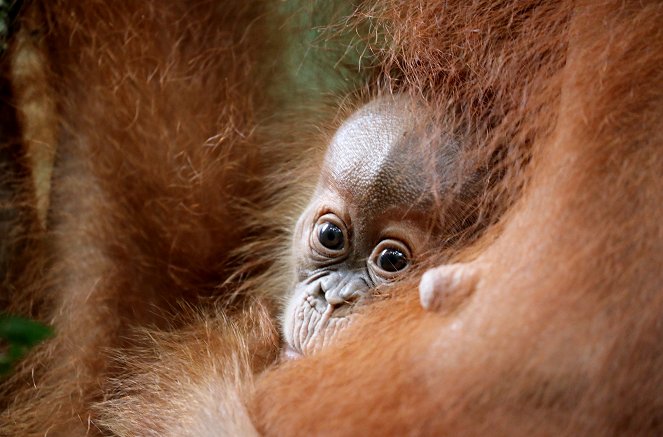 Terra X: Kielings wilde Welt - Gefährdete Tiere - Photos