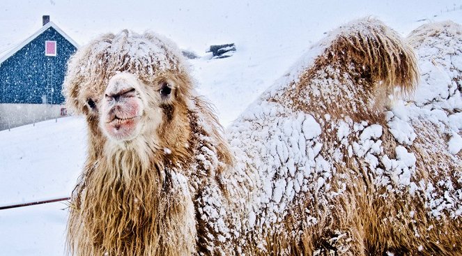 Bur und Bestla - 2 Kamele am Polarkreis - Filmfotos