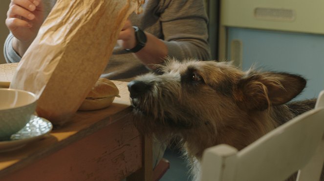 Racko - Ein Hund für alle Fälle - Schweres Erbe - Filmfotók