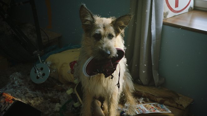 Racko - Ein Hund für alle Fälle - Schweres Erbe - Filmfotos