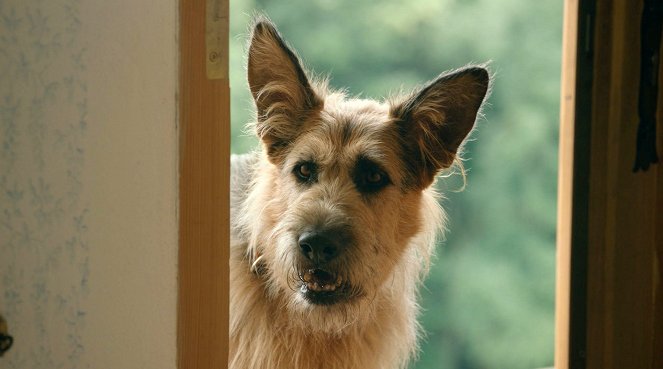 Racko - Ein Hund für alle Fälle - Das Angebot - Filmfotók