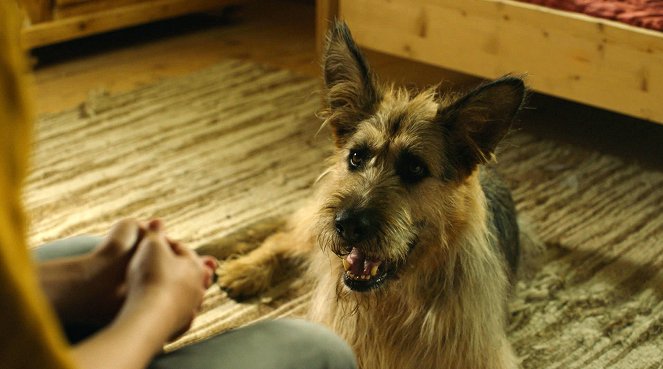 Racko - Ein Hund für alle Fälle - Das Angebot - De la película