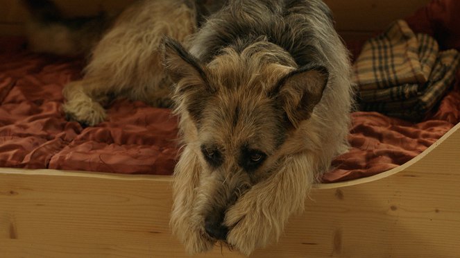 Racko - Ein Hund für alle Fälle - Das Angebot - Van film