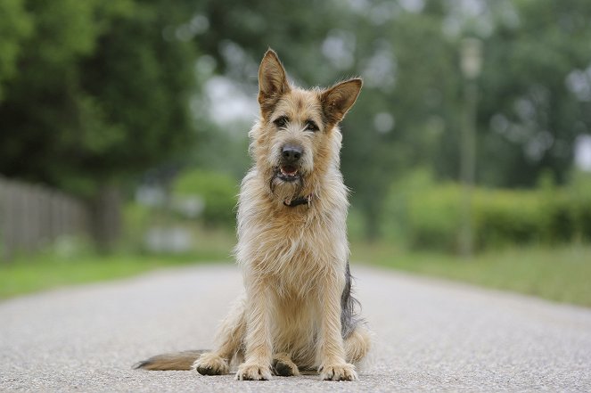 Racko - Ein Hund für alle Fälle - Promokuvat