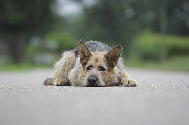 Racko - Ein Hund für alle Fälle - Werbefoto