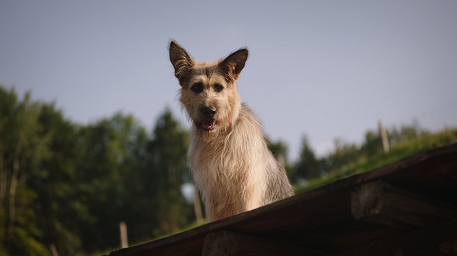 Racko - Ein Hund für alle Fälle - Season 1 - Die Entdeckung - Z filmu