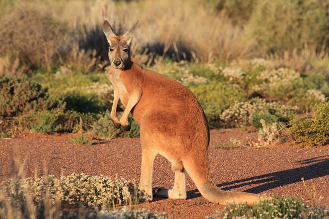 Wild Australia - Im Reich der Riesenkängurus - Photos