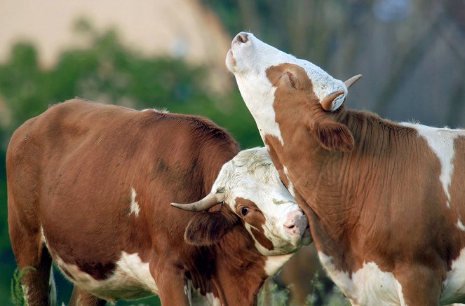 The Secret Life of Cows – Wild At Heart - Photos