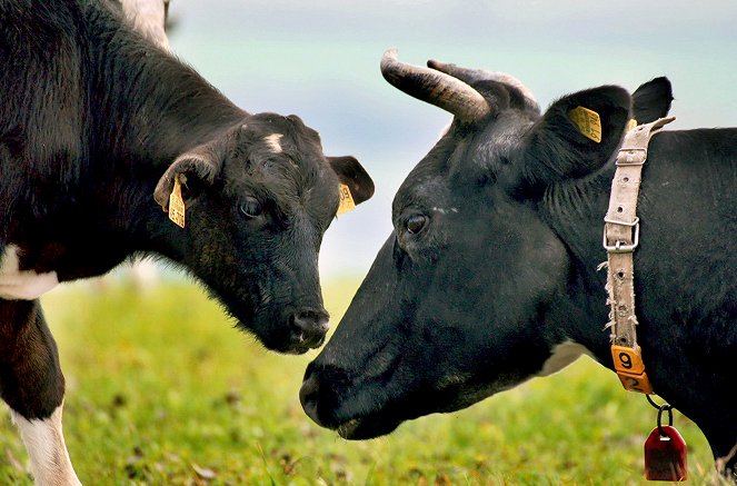 Kuh im Glück - Filmfotos