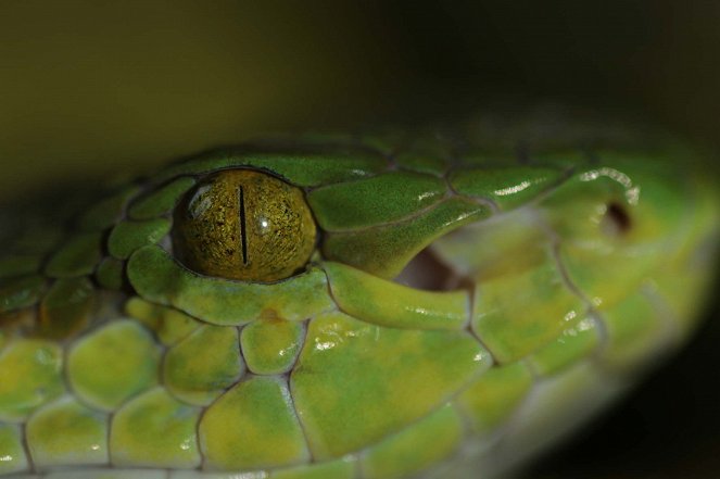 Inside Nature's Eyes - Photos