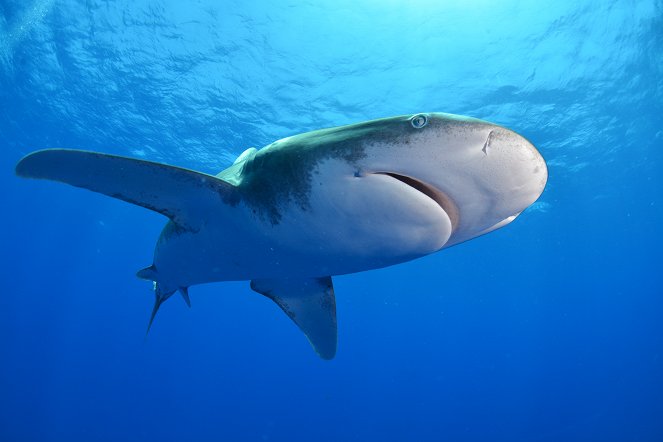 A legveszélyesebb cápa - Filmfotók