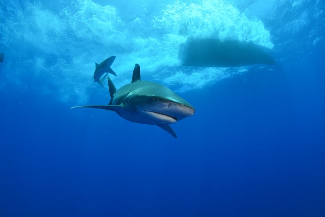 Deadliest Shark - Kuvat elokuvasta