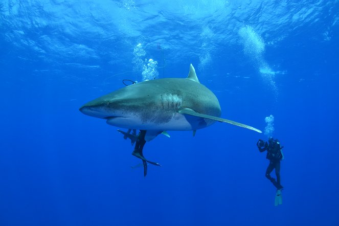 Deadliest Shark - Photos