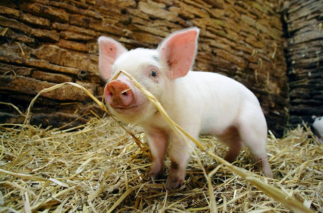 Die fabelhafte Welt der Schweine - Van film