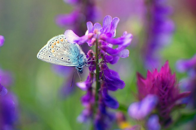 Kinder der Sonne - Unsere Schmetterlinge - Photos