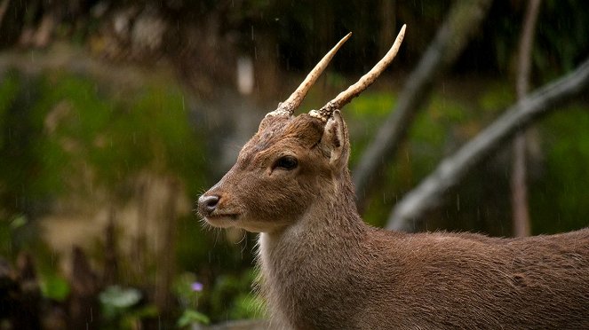 Wild Taiwan - De la película