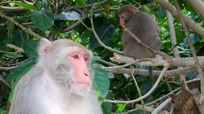 Wild Taiwan: Jungle Island - Photos