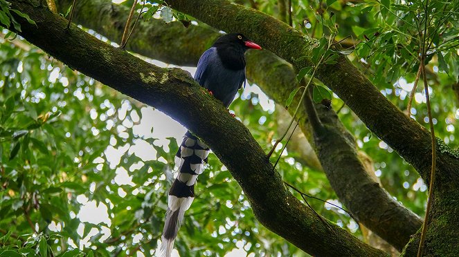 Wild Taiwan - Film