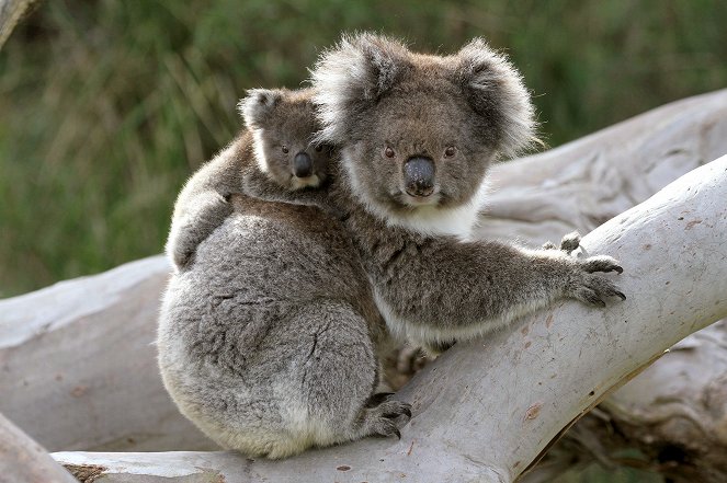 L'Australie sauvage - Les Forêts des koalas - Film