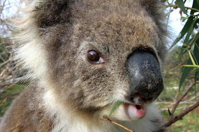 Australien - In den Wäldern der Koalas - Filmfotos