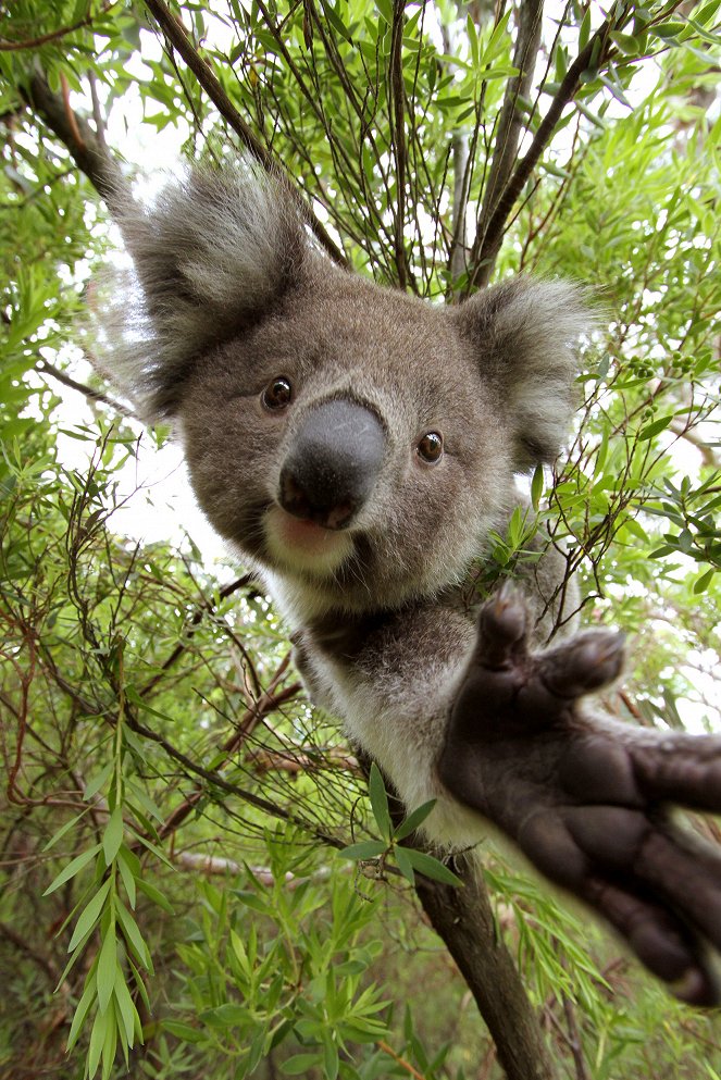 Australien - In den Wäldern der Koalas - Do filme