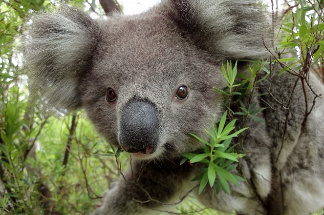 Australien - In den Wäldern der Koalas - Z filmu