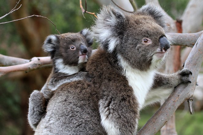 Australien - In den Wäldern der Koalas - Filmfotók