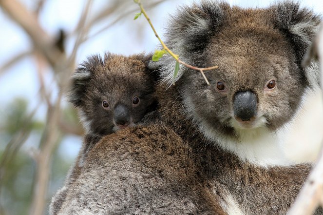 Australien - In den Wäldern der Koalas - Filmfotos