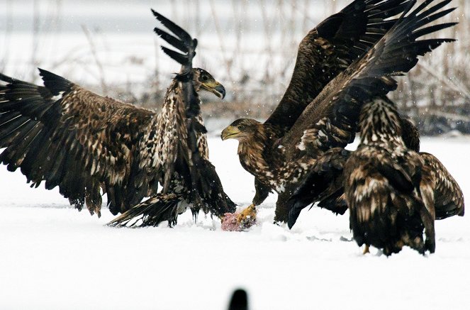 Das Oder-Delta - Grenzenlose Wildnis an der Ostsee - Do filme