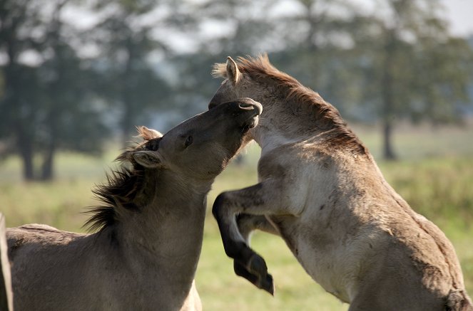 Das Oder-Delta - Grenzenlose Wildnis an der Ostsee - Do filme