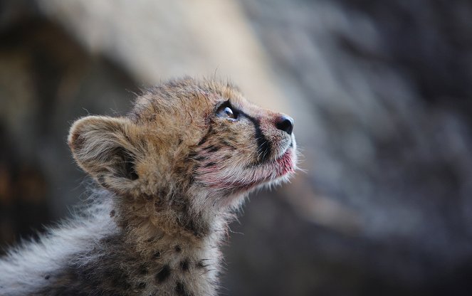 Man, Cheetah, Wild - Kuvat elokuvasta