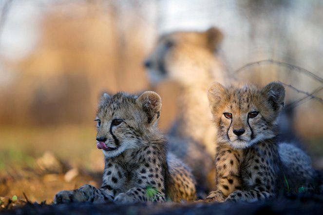 Man, Cheetah, Wild - Kuvat elokuvasta