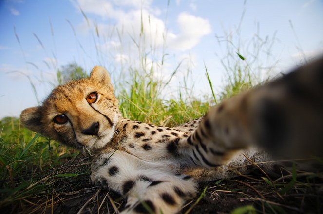 Man, Cheetah, Wild - Photos