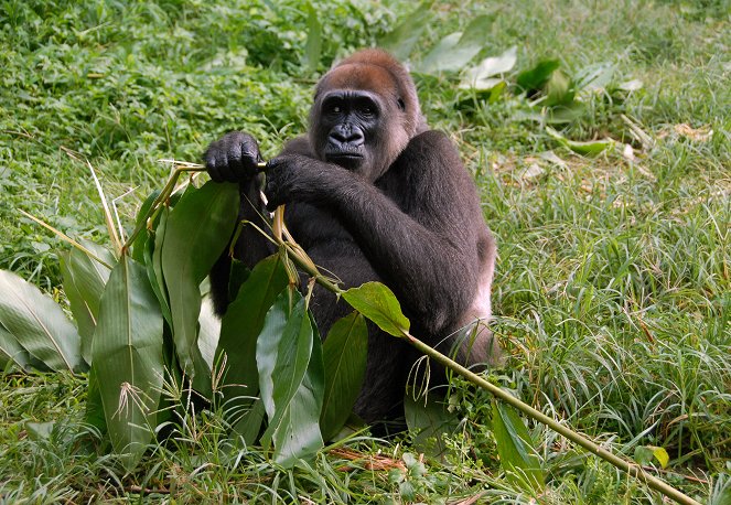 Bama and the Lost Gorillas - Van film