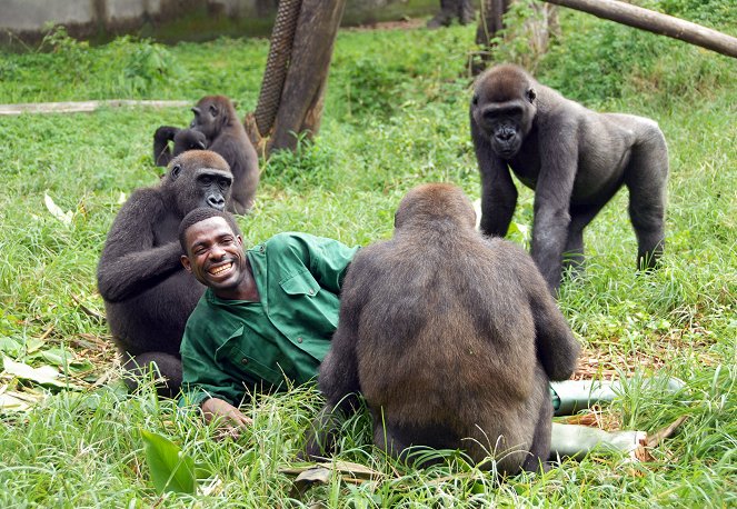 Bama y los gorilas perdidos - De la película