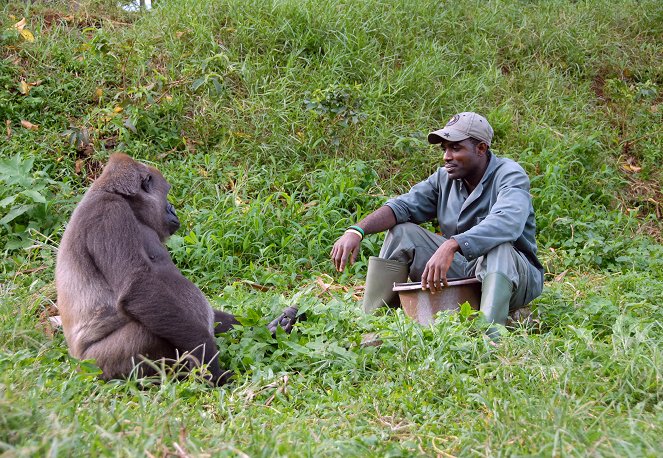 Bama y los gorilas perdidos - De la película
