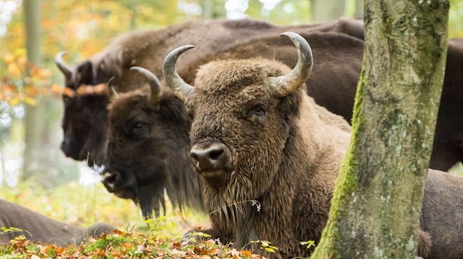 Abenteuer Erde: Im Land der wilden Riesen - Wisente in NRW - Z filmu