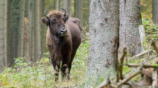 Abenteuer Erde: Im Land der wilden Riesen - Wisente in NRW - Photos