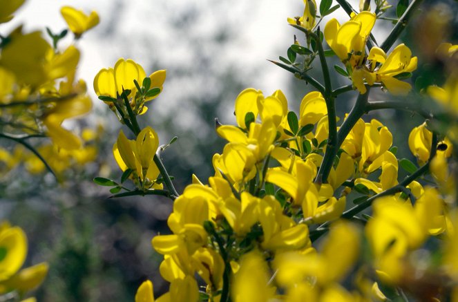 Geheimnisvolle Wildblumen - Blütenpracht im Wald - Filmfotos