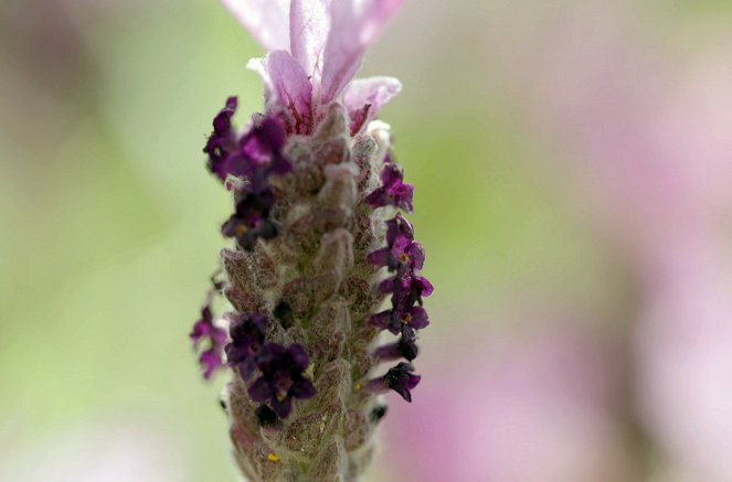 The Secrets of Wild Flowers - La Forêt enchantée - Photos