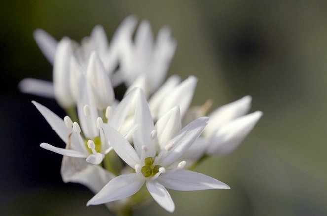 Geheimnisvolle Wildblumen - Hoch oben am Hang - Filmfotos