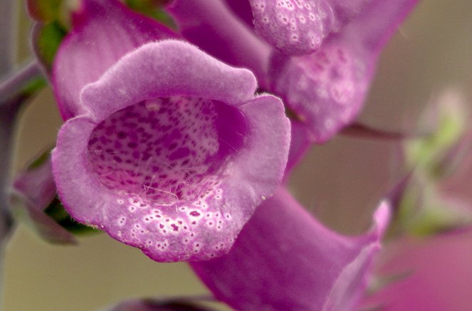 Les Secrets des fleurs sauvages - Sous le soleil - Van film