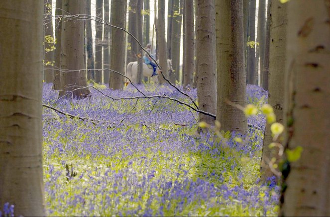 Geheimnisvolle Wildblumen - Von der Sonne verwöhnt - Filmfotos