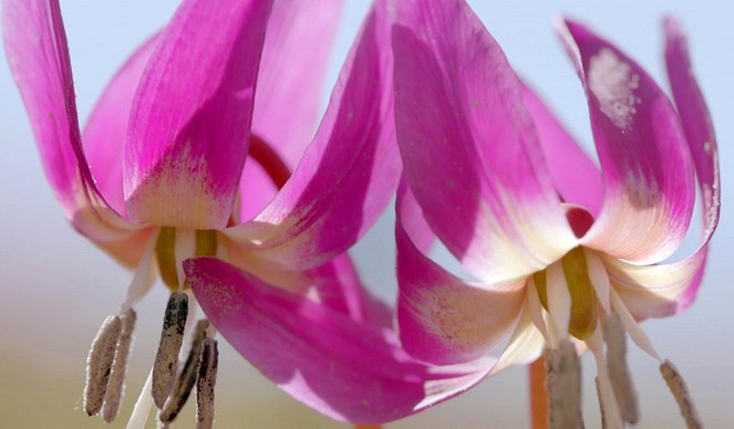 Les Secrets des fleurs sauvages - Des prés et des champs - Van film
